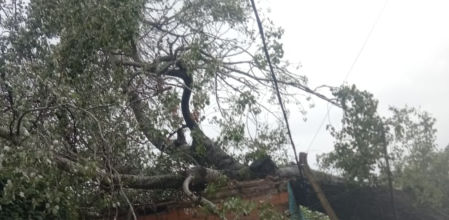 El árbol que cayó encima de una vivienda