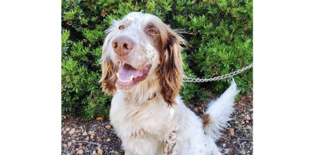 Rex, el perro que desapareció de una finca de Andratx el 4 de febrero