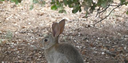 Un conejo en una imagen de archivo