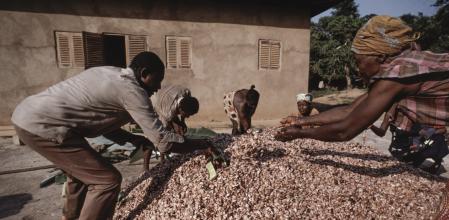 Le tri des fèves dans une plantation de cacao au Cameroun, circa 1990. (Photo by Claude PAVARD/Gamma-Rapho via Getty Images)