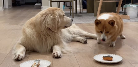 Ruby, una vivaz Corgi, lo tenía claro: si no hay testigos, no hay delito