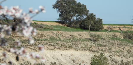 Reto visual: ¿Eres capaz de encontrar a los dos milanos reales?