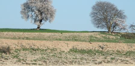 Reto visual: ¿Eres capaz de ver al milano real?