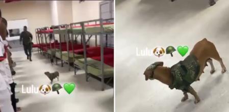 El respeto que infunde este perro salchicha entre sus compañeros en el ejército alucina a las redes: “Comandanta Lulú”