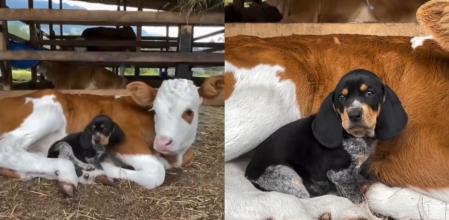 Ambos animales se han convertido en mejores amigos