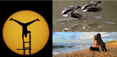 El sol acrobático, el abrazo del perro y la lucha de patos en Vallvidrera, mejores fotos de febrero de 2025.