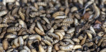 Las larvas de la mosca soldado negra se erige como una excelente aliada a la hora de gestionar los desechos orgánicos.
