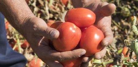 María Dolores de la Puerta, doctora: “No tires las semillas del tomate. A tu microbiota le encantan”