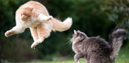 Descubre qué estresa a tu gato y cómo ayudarlo a calmarse