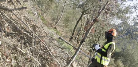 Trabajs de gestión de bosques en Collserola
