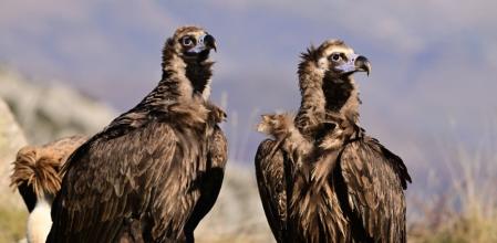 Buitres negros en la reserva de Boumort
