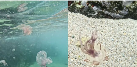 Corresponden a una especie muy urticante