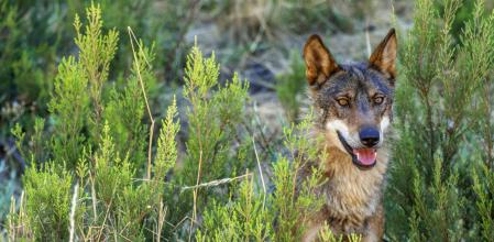 España suspende en la gestión de conservación del lobo ibérico y su convivencia con actividades humanas como la ganadería extensiva, según un informe de WWF