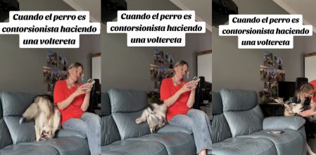 Los huskies son perros muy activos