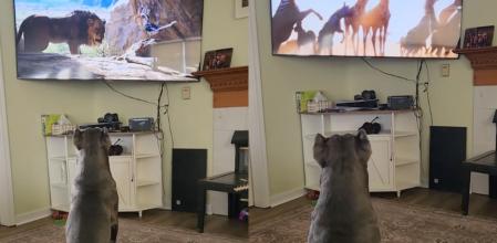 Su perro llora viendo el 'Rey León' y conmueve a todo el mundo: “Eso demuestra que también tiene sentimientos”