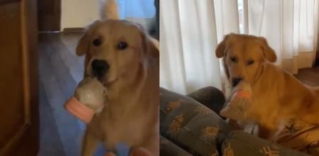 Graba lo que le roba su golden retriever durante la semana y se hace viral en TikTok: “Yo veo que es inocente”
