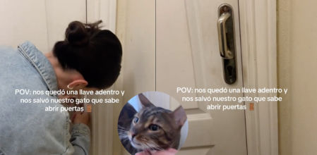 El gato logró abrir la puerta que habían dejado cerrada por error