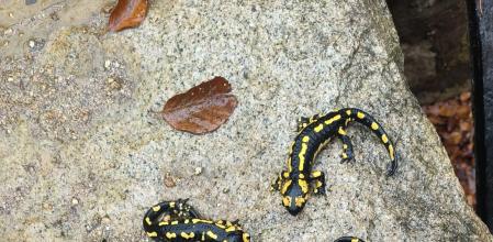 Las diez salamandras