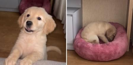 Un cachorro de golden retriever obtiene un rechazo y su respuesta encandila a las redes: “Pídele perdón”