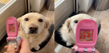 El golden posa pacientemente ante el móvil