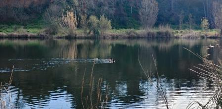 Las aves disfrutan del parque del Falgar i la Verneda.