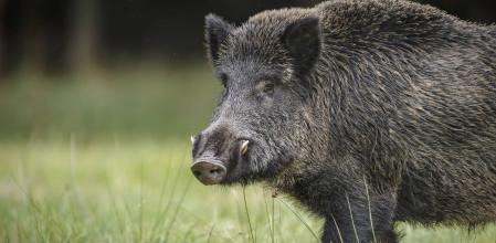 El canal Caza y Pesca, ahora disponible en Movistar Plus+