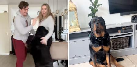 Enseña las cosas que no puede hacer porque tiene un rottweiler y el resultado es hilarante: “Son los perros que menos miedo dan”