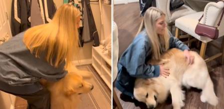 La excitación de un golden retriever cuando llega a casa su persona favorita que enamora a las redes: “No sabe ni qué hacer”
