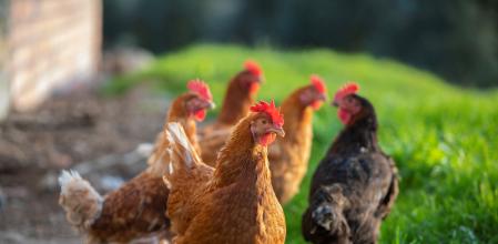 Imagen de archivo de una bandada de gallinas&nbsp;