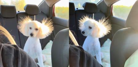 Lleva a su caniche a la peluquería pero en cuanto se sube al coche se le arruina el peinado: “Mordió un cable”