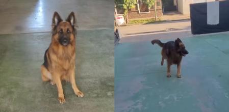 León, el pastor alemán que se vuelve loco de felicidad cuando le toca bañarse: “Mi perro sale corriendo para el otro lado”