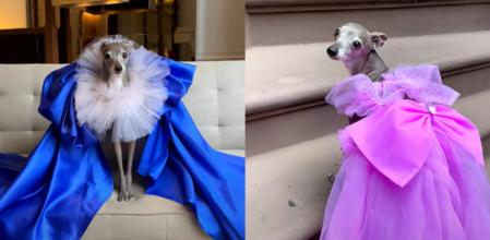 El galgo italiano lo parte en redes