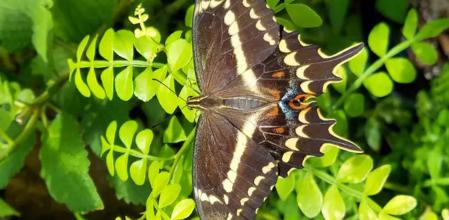 La mariposa cola de golondrina de Schaus aumentó significativamente su población tras el paso de huracanes.