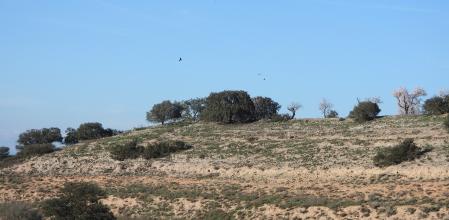 Reto visual: ¿Eres capaz de ver a los milanos reales y a los conejos?