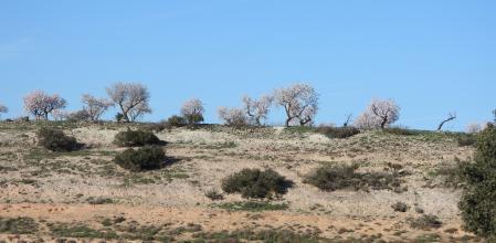 Reto visual: ¿Eres capaz de encontrar a los dos conejos?