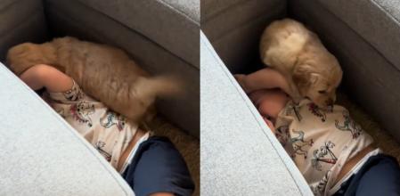 El golden retriever juega con su hermano humano