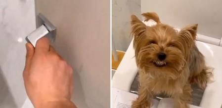 Abre la puerta del baño y se encuentra que está ocupado por un yorkshire terrier agresivo: “Qué falta de respeto”