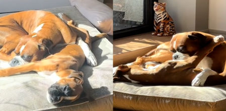 Los dos boxers disfrutan de la compañía mútua