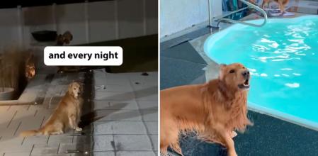 La emotiva sorpresa que le han hecho a un golden retriever que echa de menos la piscina durante el invierno: “Mi perro me preguntó si somos pobres”