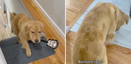La hilarante manera en la que un golden retriever demuestra que le tiene miedo a la oscuridad: “Está redecorando la casa”