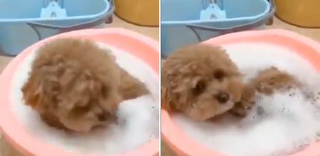 El relajante baño que se da un perro en un barreño que encandila a la gente: “Definición de felicidad”