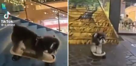 La sorprendente habilidad de un cachorro de Schnauzer para montar en monopatín: “Es muy bueno”