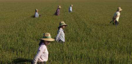 Un grupo de jornaleros durante su labor, escardar arroz, en un arrozal en Isla Mayor, en Sevilla (Andalucía, España).