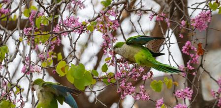 Un pareja de cotorras argentinas en el Eixample barcelonés