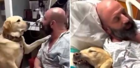 La emotiva escena de un golden retriever acompañando a su dueño durante su estancia en el hospital: “Fieles como nadie”