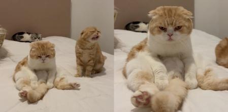 La curiosa manera de sentarse de un gato que vuelve loca a su dueña: “Está cansado de estar sentado”