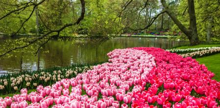 Los jardines de tulipanes efímeros de Keukenhof son los más grandes de toda Europa