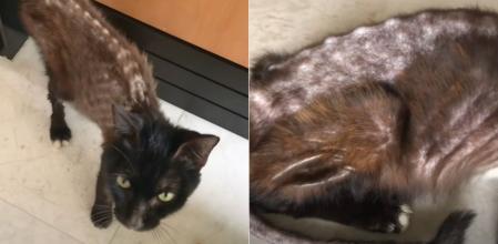 Imágenes del gato cuando fue rescatado, con tal estado de desnutrición que se le podían ver todas las vértebras