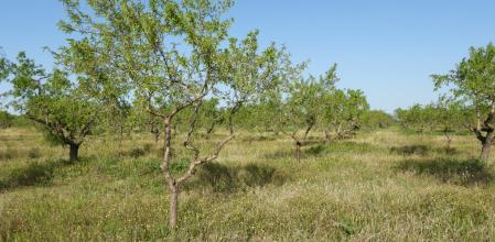 Reto visual: ¿Cuántas amapolas eres capaz de ver en este campo de almendros?