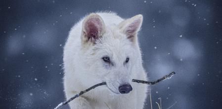 Uno de los lobos modficats genèticament&nbsp;